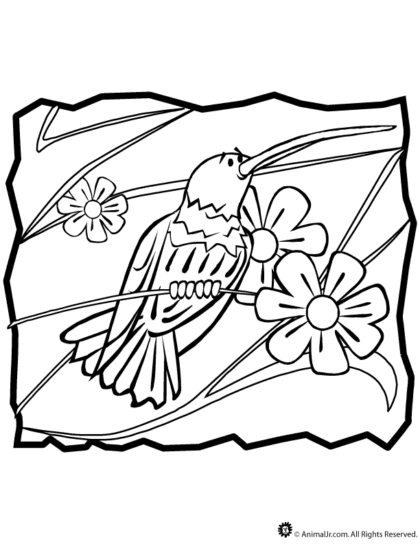Hummingbird Coloring Sheet