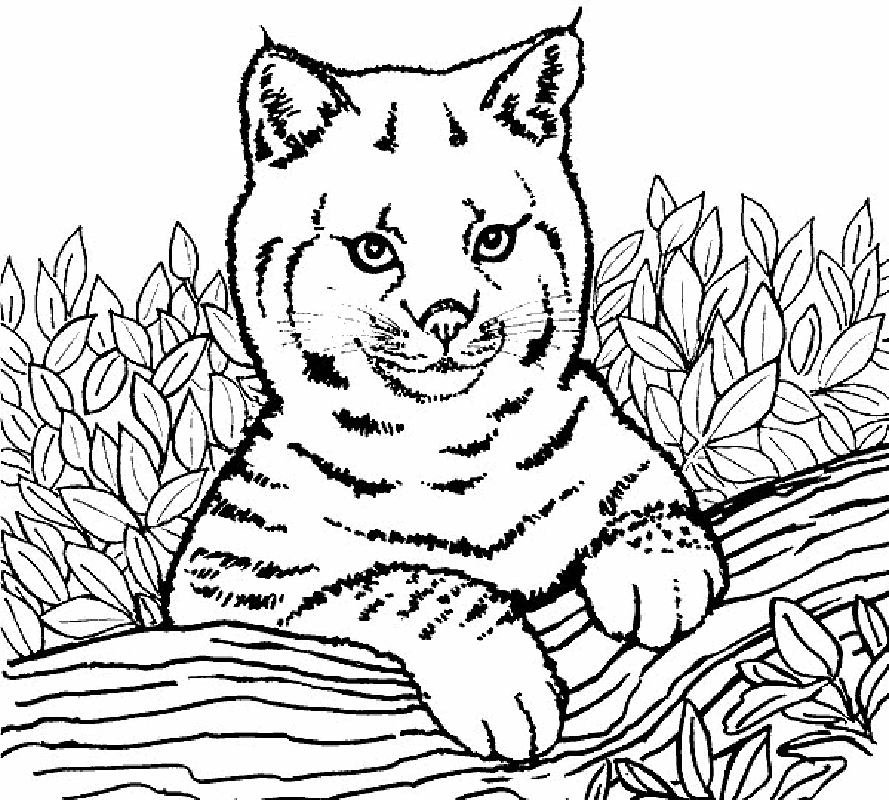 Lions Coloring Pages 12 | Free Printable Coloring Pages 
