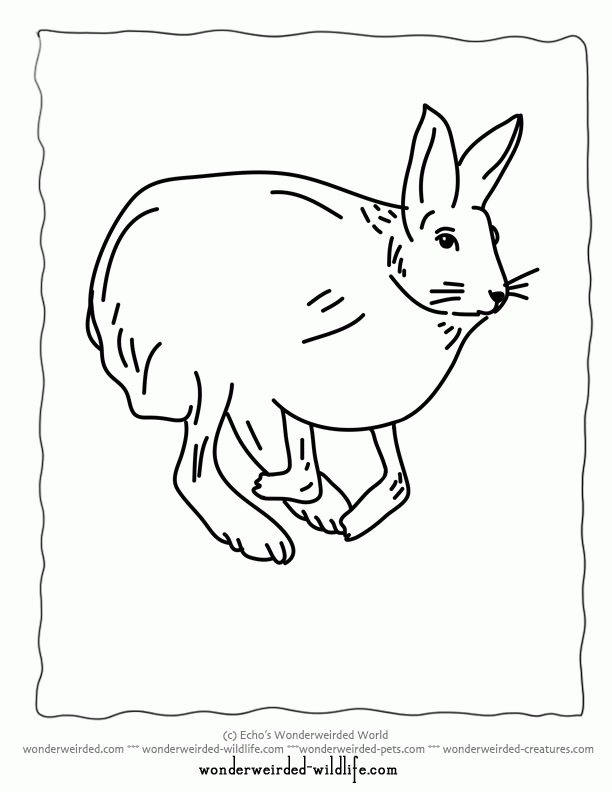 Printable Hare Coloring Pages Arctic Hare Coloring Page Snowshoe Coloring Home
