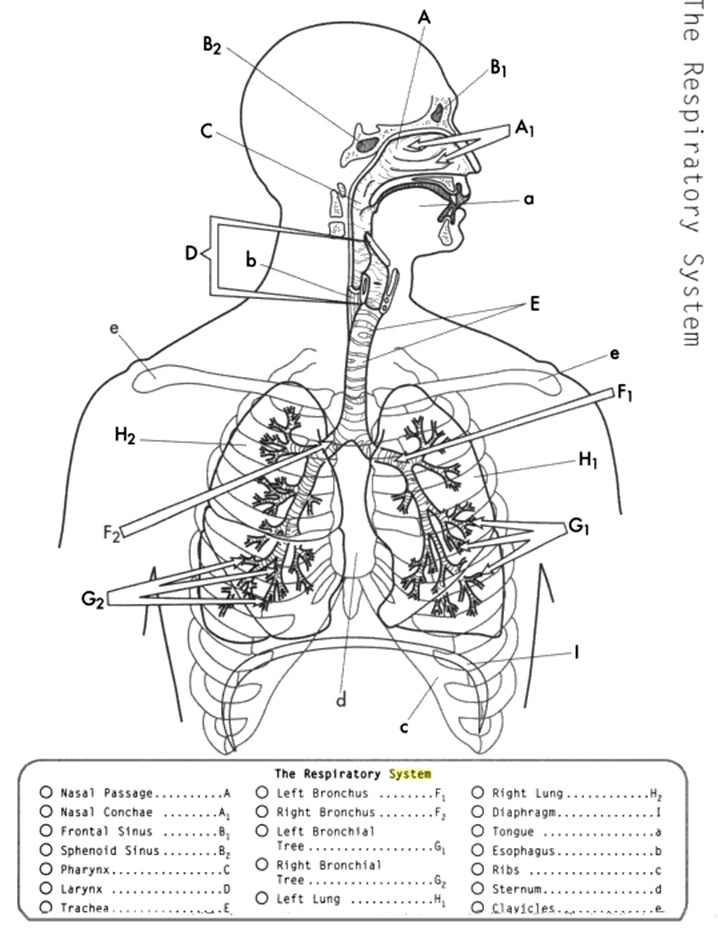 Respiratory System Resources | Anatomy