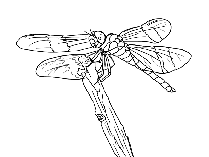 FREE Dragonfly Coloring Page 18