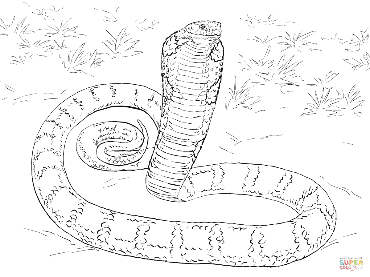Realistic King Cobra coloring page | Free Printable Coloring Pages