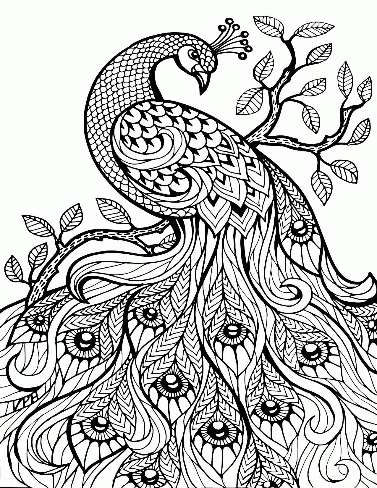 peacock coloring pages - Clip Art Library