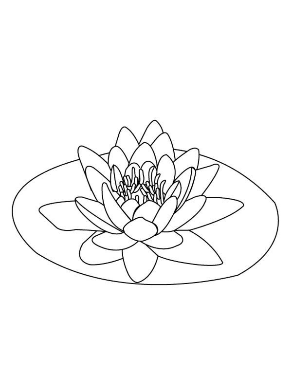 Lily Pad On The Middle Of Pond Coloring Page : Color Luna | Flower coloring  pages, Flower tattoo drawings, Lily pads