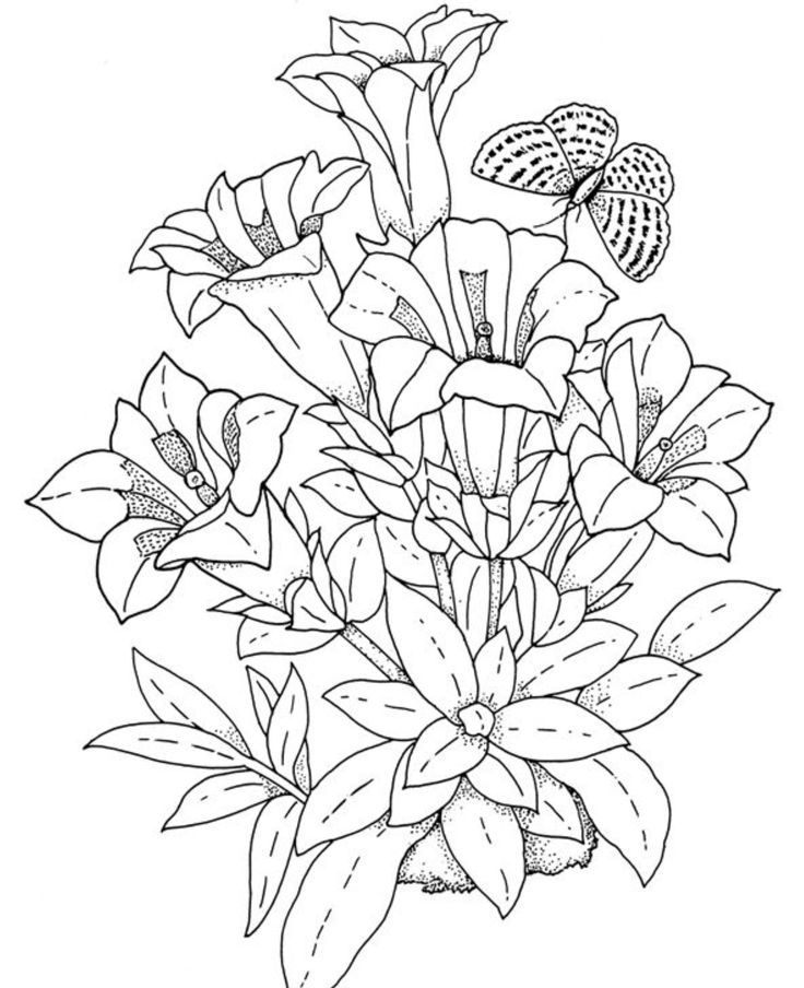 Realistic Flower - Coloring Pages for Kids and for Adults
