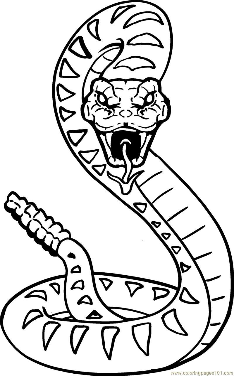 21 Pics Of Printable Rattlesnake Coloring Page   Snake Coloring ...