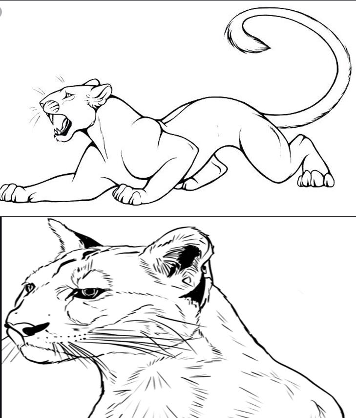 Cougar Coloring Pages, Draw Templates and images to print