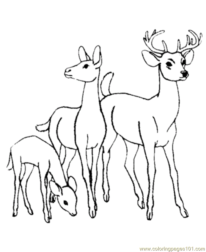 Deer's Coloring Page - Free Deer Coloring Pages : ColoringPages101.com