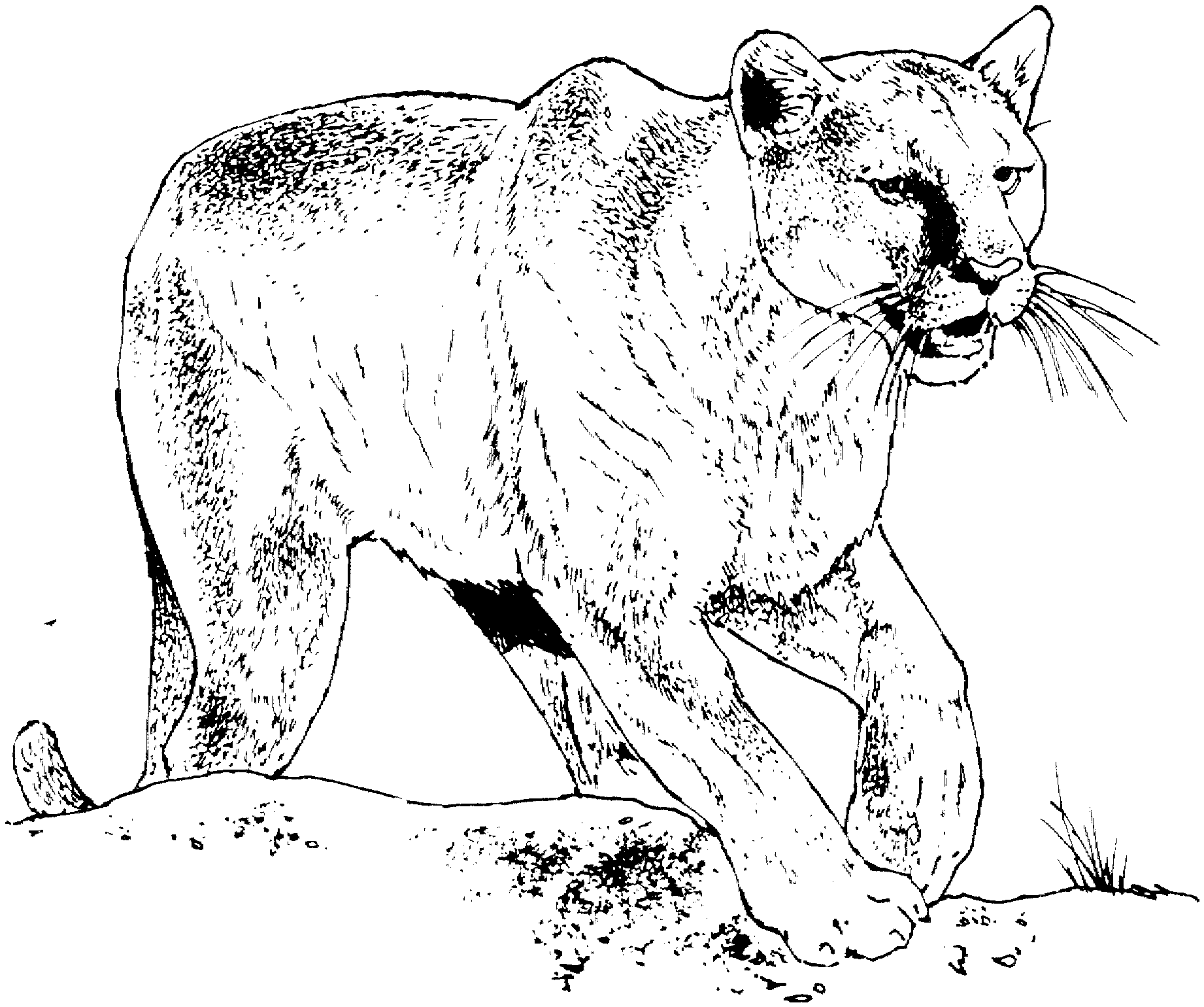 The Burgess Animal Book for Children Coloring Page Collection ...