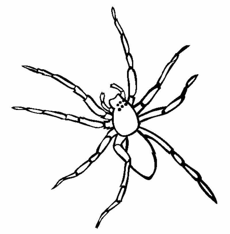 Spiders To Color - HD Printable Coloring Pages