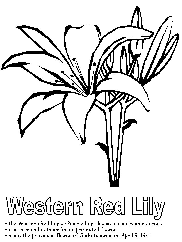 Western Red Lily coloring page