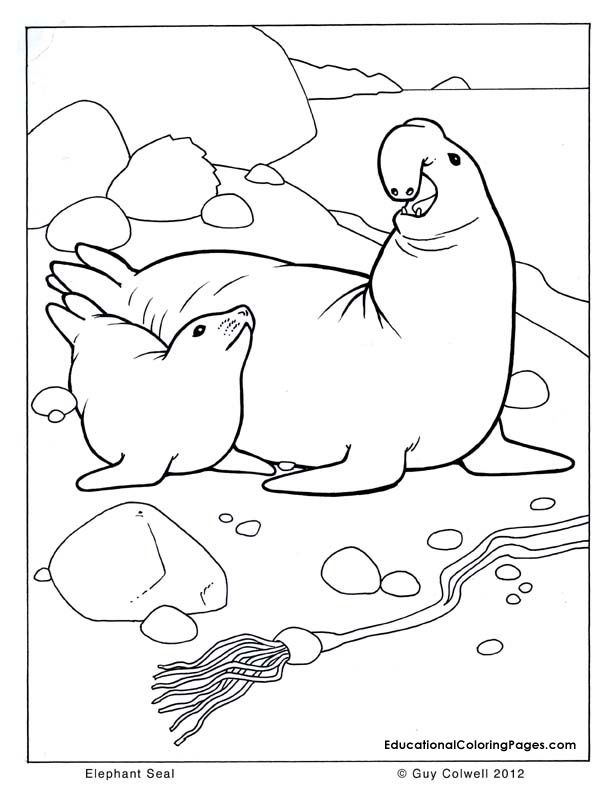 Seal Coloring Pages For Kids Coloring Home
