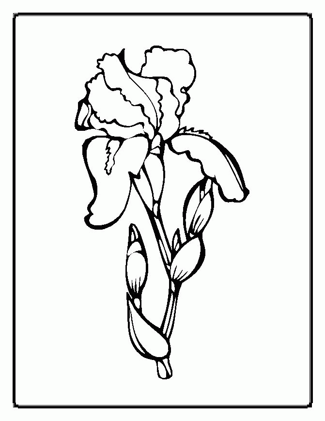Carnation Coloring Page - Coloring Home