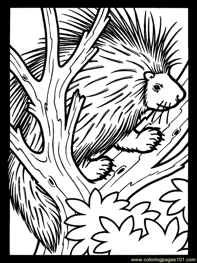 cute porcupines Colouring Pages