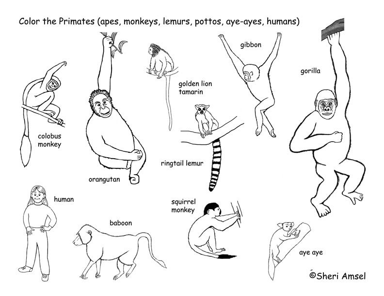 Primates Coloring Page -- Exploring Nature Educational Resource