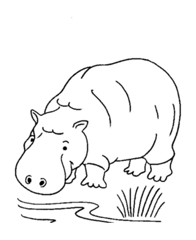 Hippo Animals Coloring Pages Free Printable | The Coloring Pages