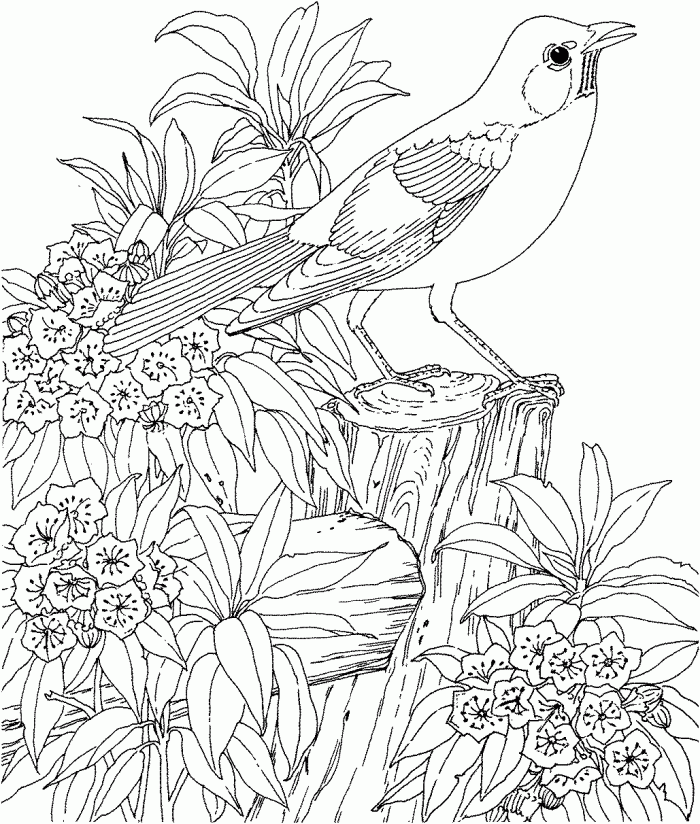 Detailed Coloring Page of a Bird To Print