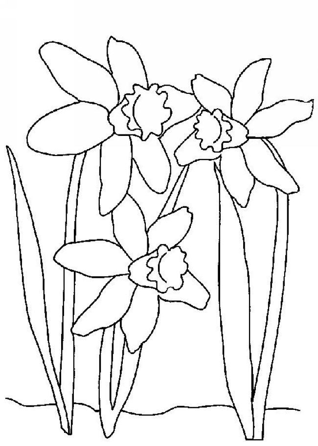 Daffodil Coloring Sheet Coloring Pages