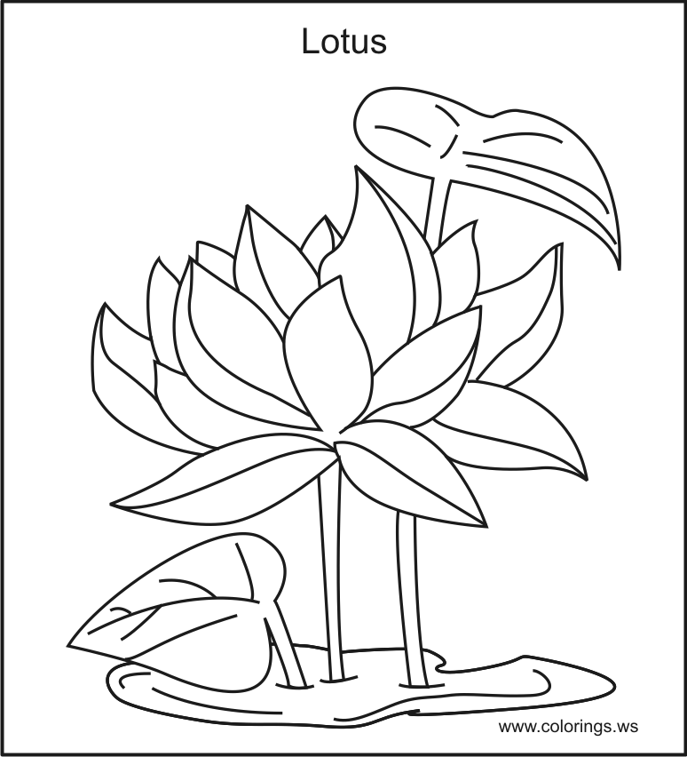 Featured image of post Lotus Flower Coloring Page