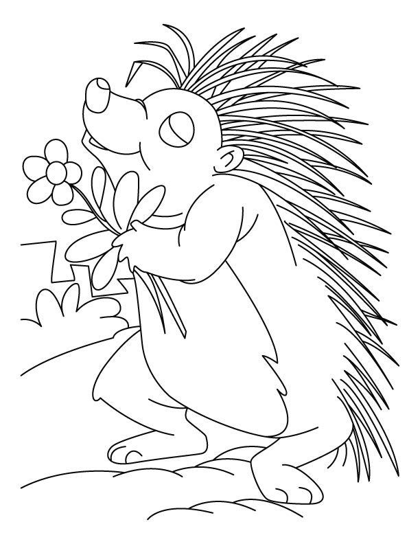 Porcupine Coloring Page - Coloring Home