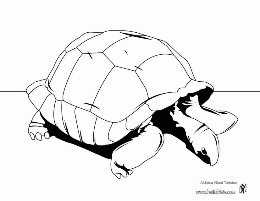 TORTOISE Coloring Pages 6 Free REPTILES Coloring Pages Amp Online 