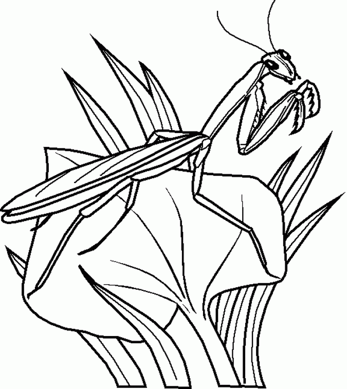 Insect Coloring Pages Free Coloring Pages For Kidsfree Coloring 