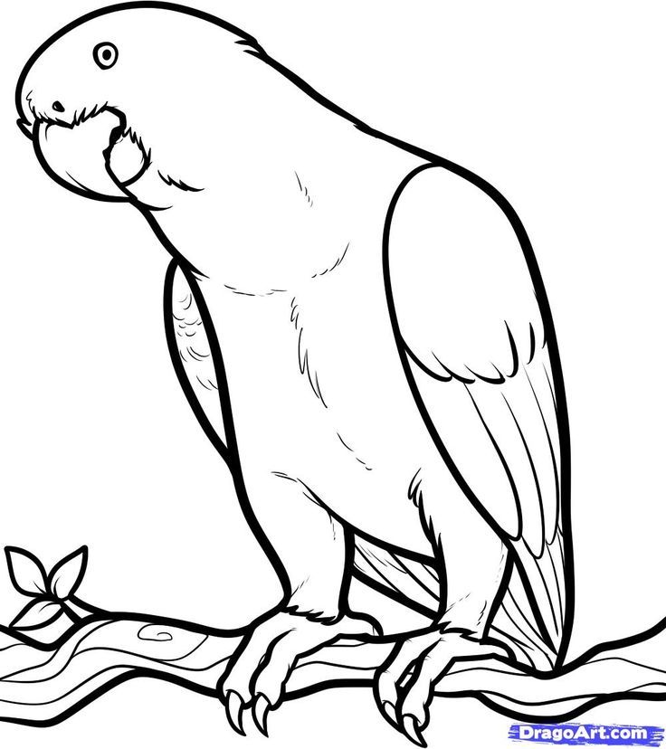 Pin by Vickie Stone Chafin on Animal coloring pages
