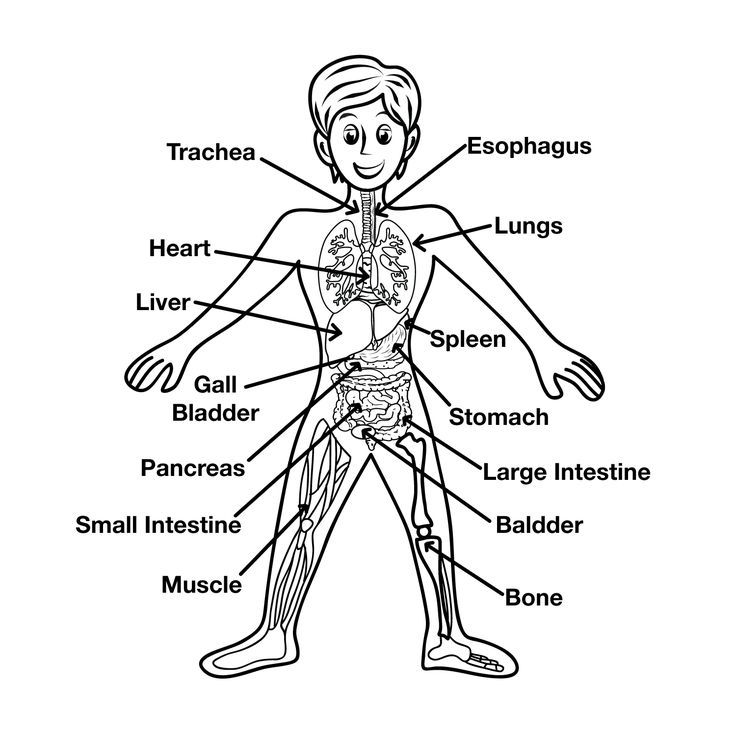 bodyparts.jpg (1500×1500) | Coloring pages