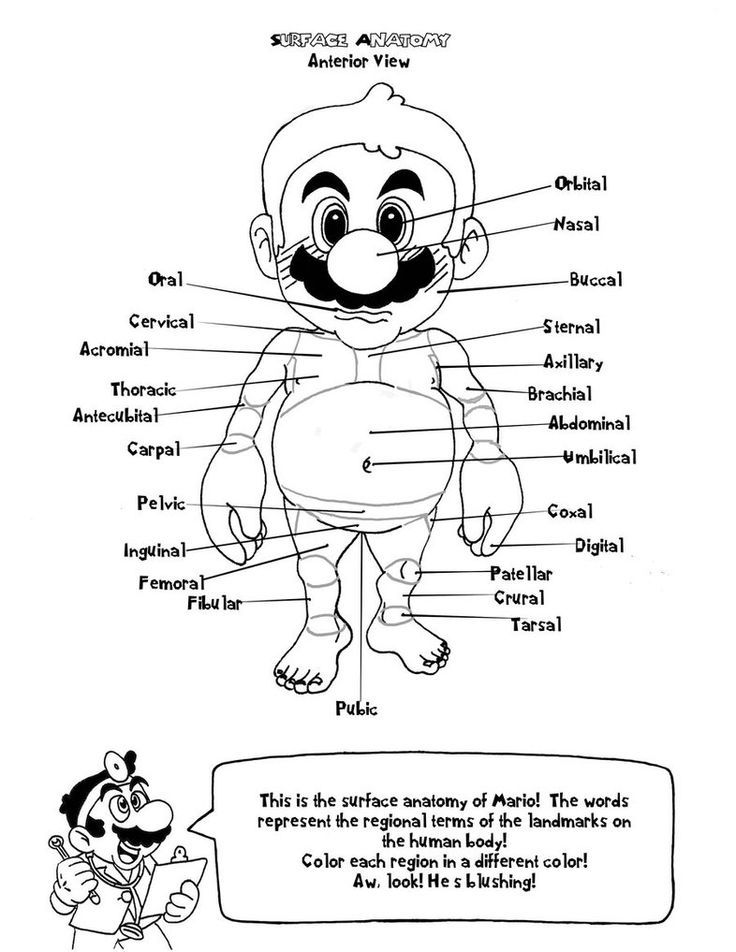 Anatomy Coloring Pages Free | fun