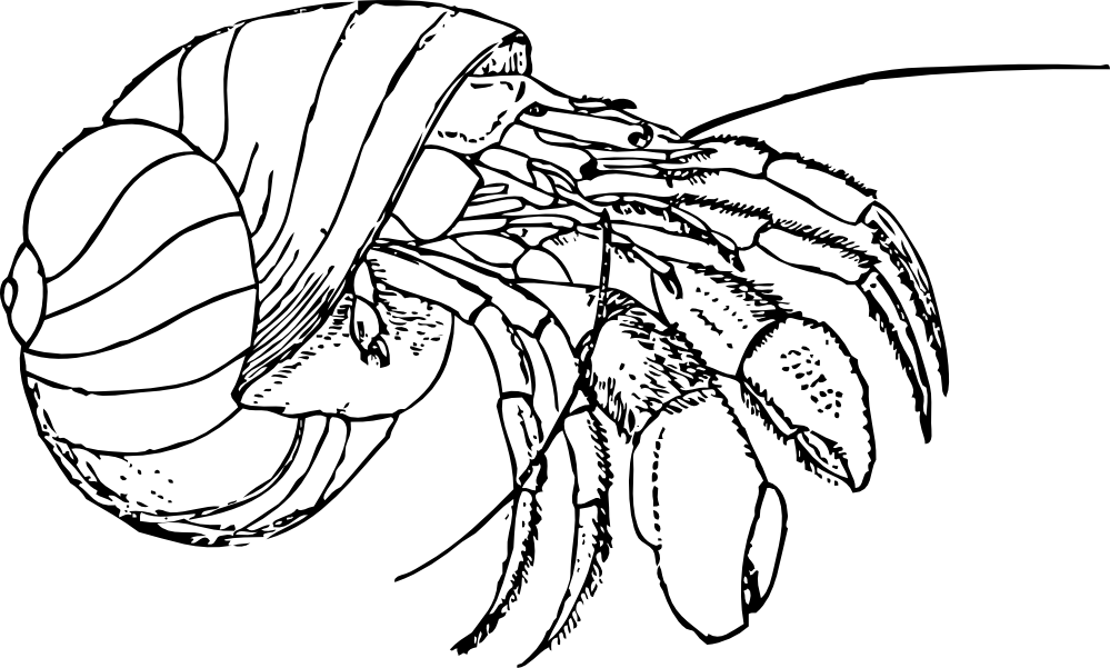 coloring page of a hermit crab : Printable Coloring Sheet ~ Anbu 