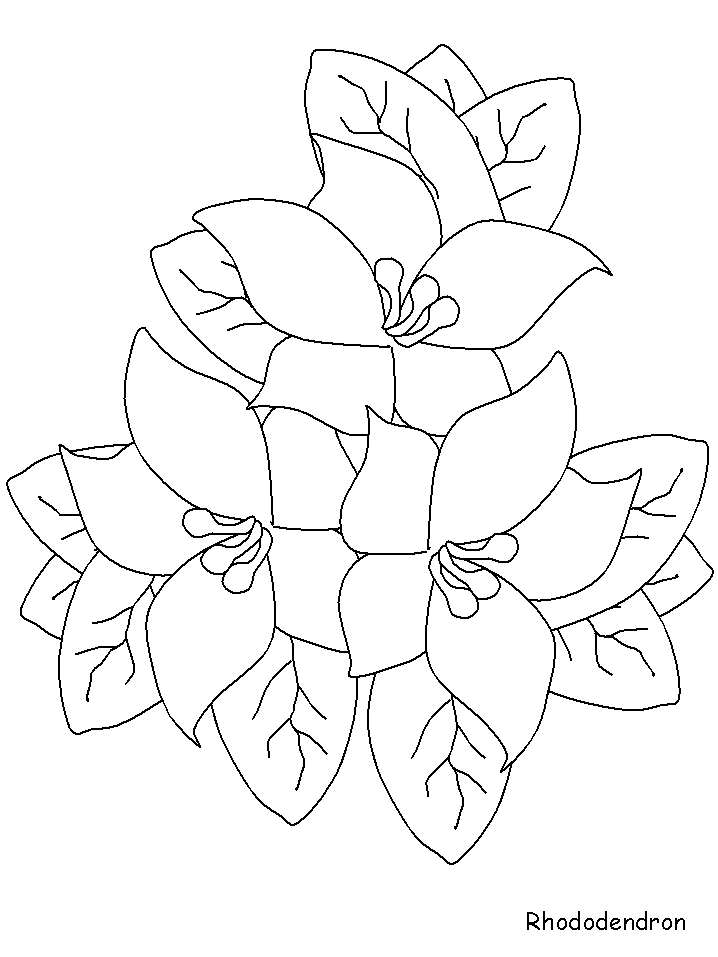 Printable Rhododendron Flowers Coloring Pages