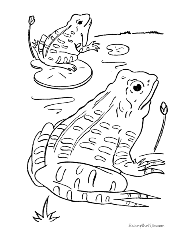Frogs coloring pages 003