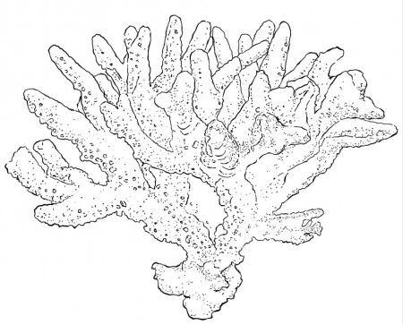 Birds Nest Coral Coloring Page - Free Printable Coloring Pages for Kids