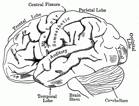 Papers Brain Anatomy Coloring Pages Resume Format Download Pdf ...