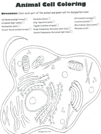 Plant Cell Coloring Key Best Of Free Animal Cell Coloring Pages –  Quorumsheet | Animal cells worksheet, Color worksheets, Flag coloring pages