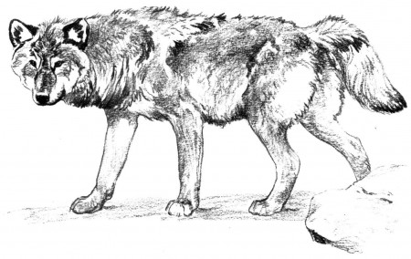 Printable Wolf Pictures - Coloring Pages for Kids and for Adults