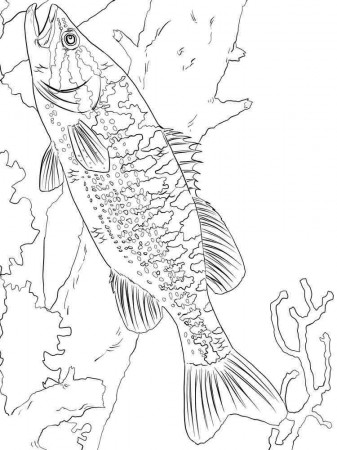 Bass fish coloring pages. Download and print Bass fish coloring pages.