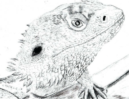 Lizard Head coloring book to print and online