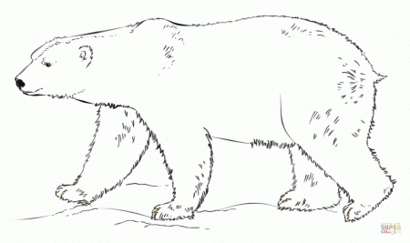 Outstanding Polar Bear Coloring Pages In Addition To Polar Bear ...