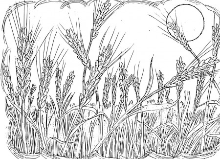 Coloring Pages - Parable of the Sower