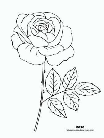 Realistic Rose Coloring Pages - Nature Inspired Learning