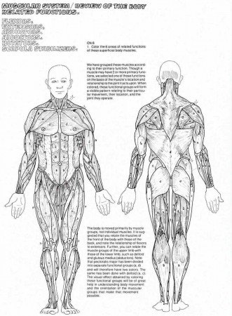 Muscle Anatomy Coloring Sheets - High Quality Coloring Pages
