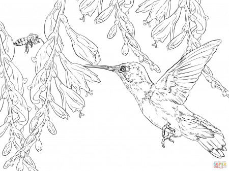 Bee Hummingbird coloring page | Free Printable Coloring Pages