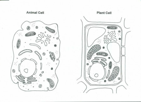 Download Free Animal Cell Plant Cell Coloring Pages - Free ...