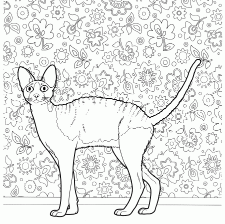 Cat Coloring Pages for Adults - Best Coloring Pages For Kids
