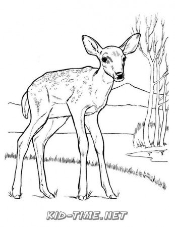 Deer – Kids Time Fun Places to Visit and Free Coloring Book Pages ...