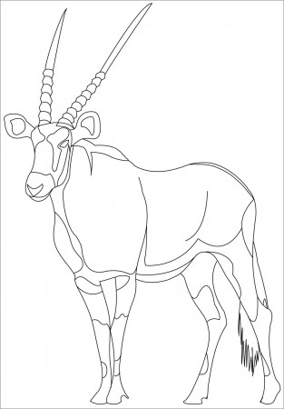 Pronghorn Antelope Coloring Pages - ColoringBay