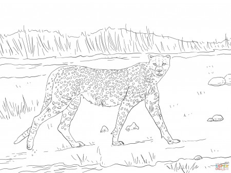 Tanzanian Cheetah coloring page | Free Printable Coloring Pages
