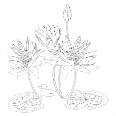 Premium Vector | Water lily outline black and white flower coloring page