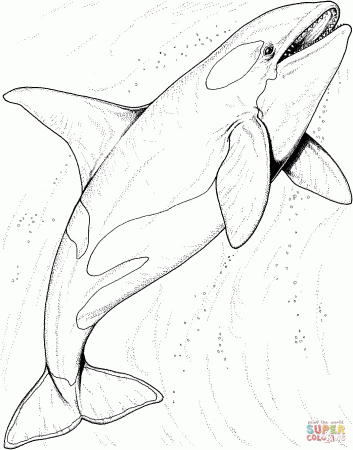 Orca Whale In The Ocean coloring page | Free Printable Coloring Pages